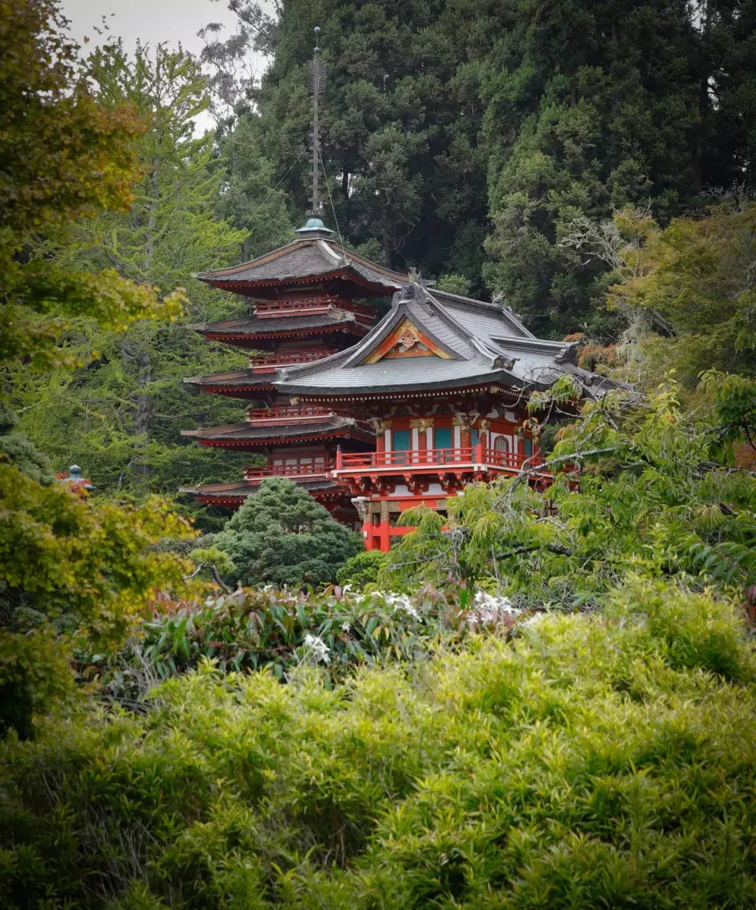 日本茶园